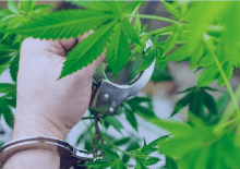 How Many Marijuana Arrests in New Hampshire.png